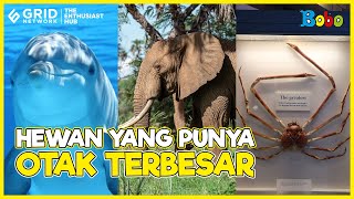Fakta Menarik 🧠 6 Hewan yang Punya Otak Terbesar, Salah Satunya Gajah 🐘