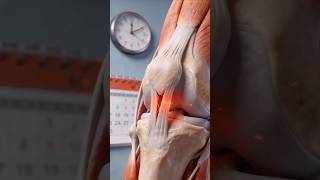 Tendinite não é só movimento repetitivo #anatomy #dornope #dicas #curiosidades #reabilitamaxx