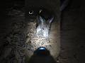 Micro Camera Mounted on a Kangaroo Rat Exploring Its Underground Burrow Real POV Desert Experiment