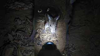 Micro Camera Mounted on a Kangaroo Rat Exploring Its Underground Burrow Real POV Desert Experiment