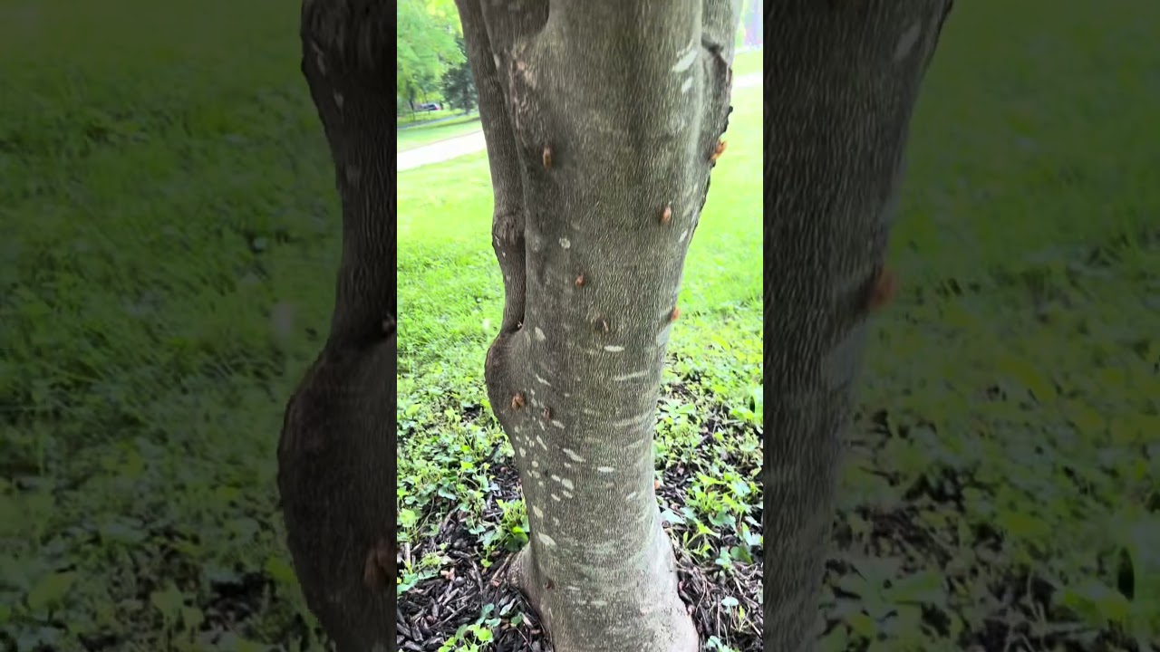 Yellowwood tree full of cicadas. 
