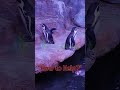 🐧🌟Epic Penguin Dance-Off: Can You Keep Up?💥💃 #PenguinDanceBattle #WaddleForACause #waterpedia
