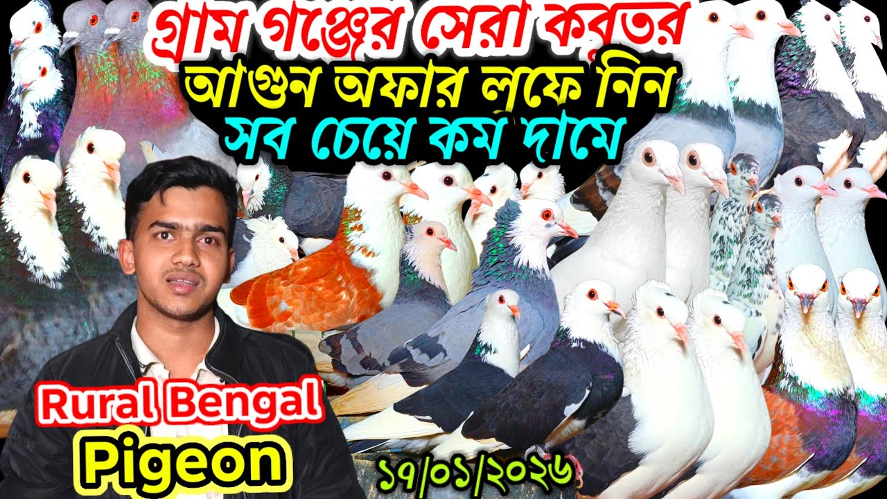 গ্রাম গঞ্জের সেরা রাজকীয় কবুতর আগুন অফার লুফে নিন সব চেয়ে কম দামে বাজেট সেরা রাজ গোল্লা কবুতর