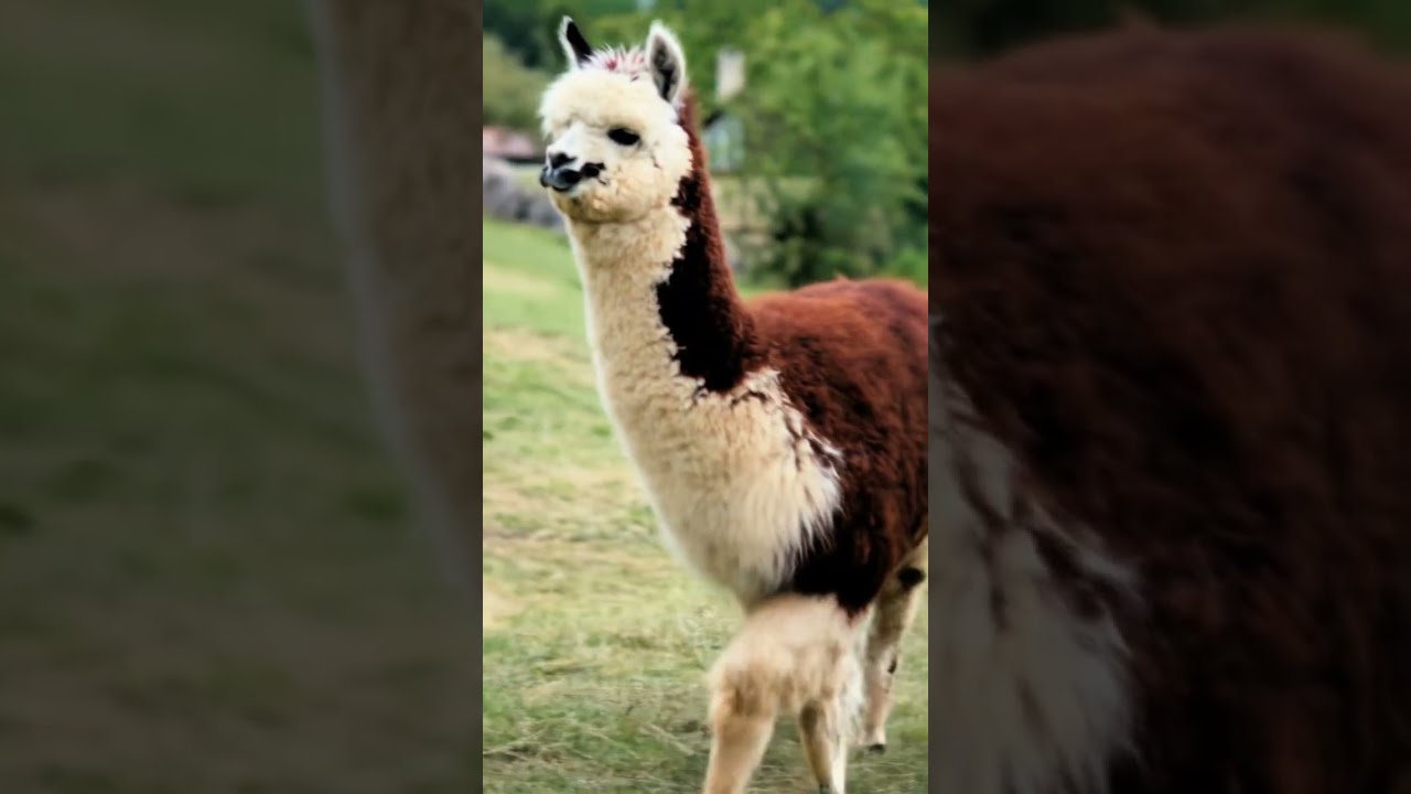 This Lama Wins Cutest Stare Award