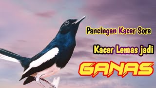 PANCINGAN KACER GACOR FULL ISIAN SORE HARI, LANGSUNG NYAUT DALAM HITUNGAN MENIT