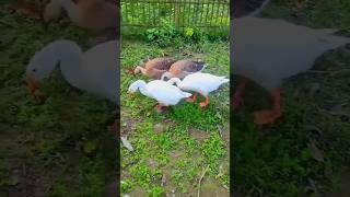 #Duck#amazing duck #duck#Raj Hash#hash#viral#cute  #animals#funny#amazing #chicken   shorts #short