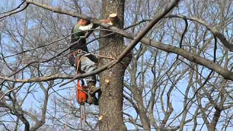 Tree_Removal