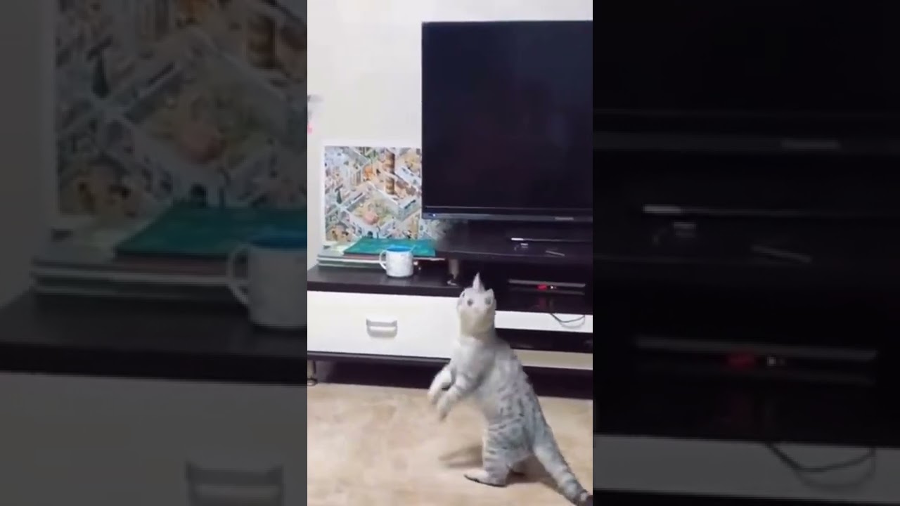 Cat vs Drone
