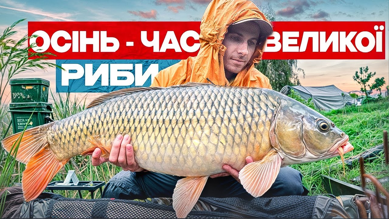 Осіння роздача ВЕЛИКОЇ риби! Ловля коропа на Флет-Фідер на змаганнях!