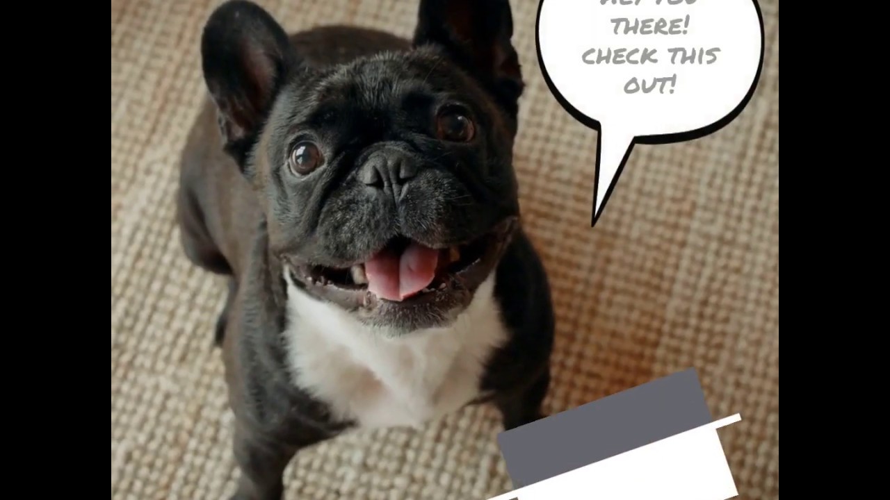 This is what you need for your furry friend