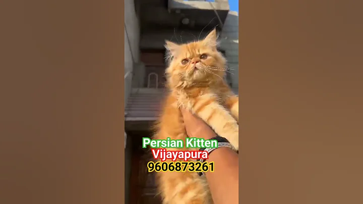Video 11150421: persiancat persians, persiancat kitten pets, persian punch face kitten