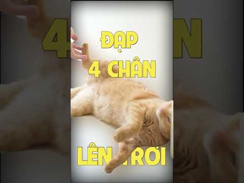 Video Tư thế nằm của mèo nói lên điều gì? Mèo vàng Story... - youtube