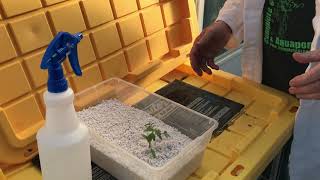 Seed Germination 101