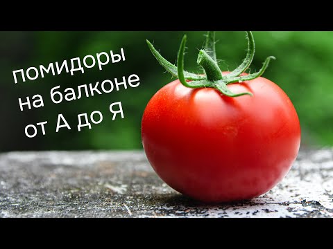 Вопрос: Мини-ферма Домашние помидоры реально вырастить урожай на подоконнике?