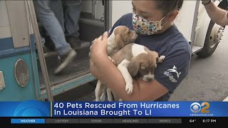 40 Pets Rescued From Hurricanes In Louisiana Brought To Long Island