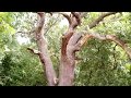 Letea Forest Pトヅurea Letea Letea Forest Pトヅurea Letea