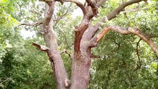 Letea Forest Pădurea Letea