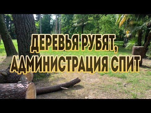 Деревья рубят, администрация спит