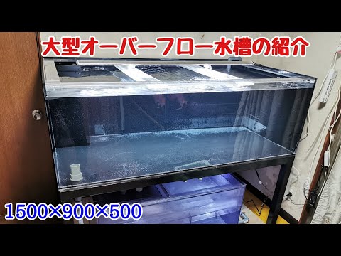 ろ過能力も高い！4面ブラックの1500×900×500オーバーフロー水槽を紹介