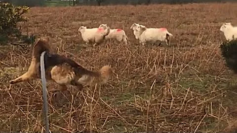 Stop dogs chasing and attacking sheep