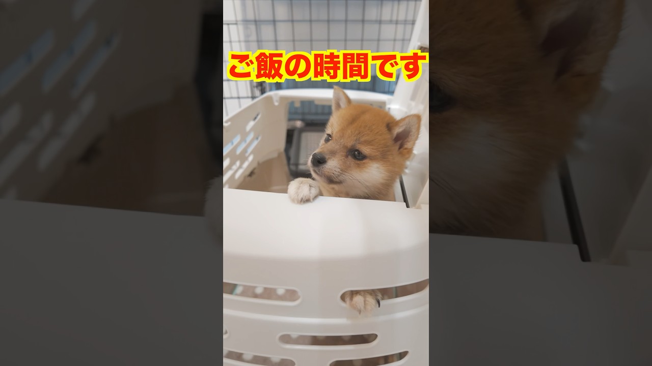 【⚠️交渉済み専用】犬居葉菜　山本小鉄子　うすいしっぽ 柴犬を追いかけ次女が網戸から脱出しそうで困っている - YouTube