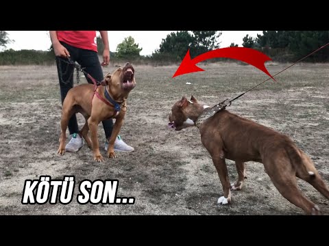 Video: Kırmızı Burun Pitbullunun En İyi Adı