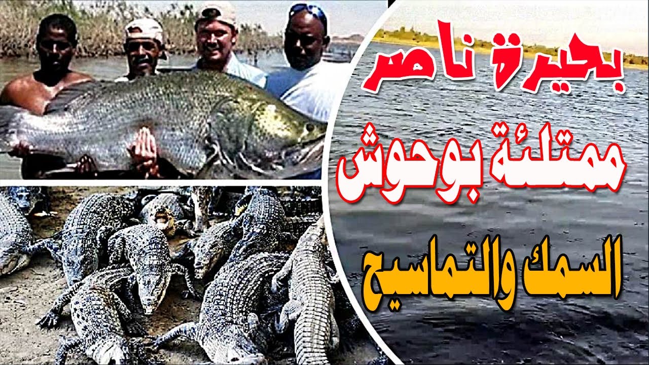 بحيرة ناصر، اليابانيون قالوا عنها الكنز الحقيقى لمصر، والأسماك توحشت فيها.