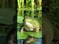 #frog #nature #lifeisbutadream #animals #whowillbemylifepartnerta #cute