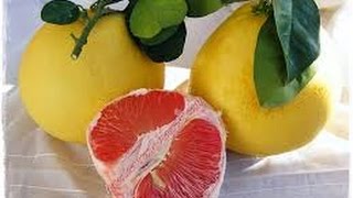 Ağaç kavunu Citrus medica nedir? faydaları nelerdir? nerede yetişir?