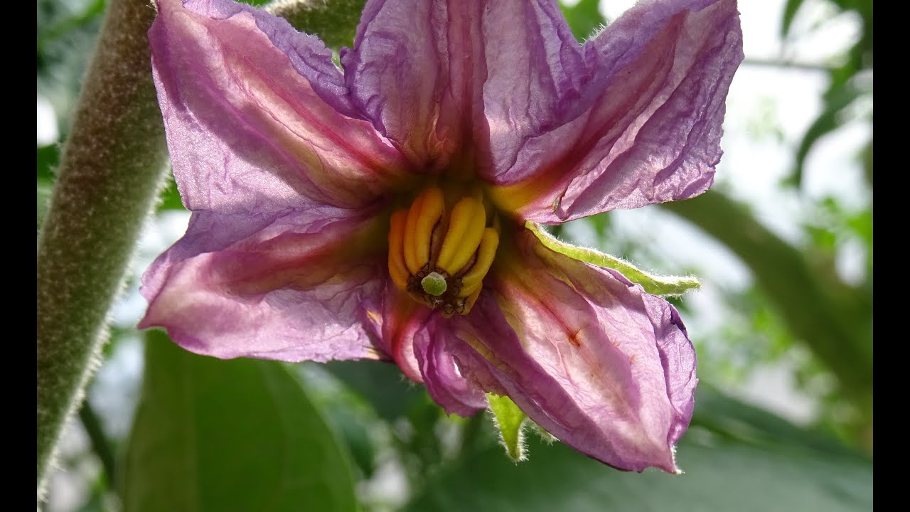 le 15/01/2022: Semis d'aubergine sous lampe pour le greffage