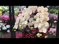 胡蝶蘭 お祝い 開店祝い 奈良県 大和郡山市 造花 就任祝い お誕生日 移転祝い