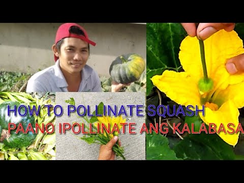 Video: Paano Maiimbak Nang Maayos Ang Kalabasa. Bahagi 1