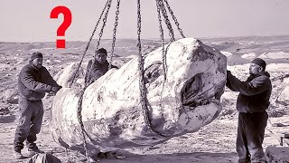 Download Lagu Họ đã tìm thấy sinh vật lớn nhất Trái Đất… ngay giữa sa mạc Peru! MP3