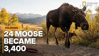Colorado Just Turned 24 Moose Into 3,400: 33 Attacked, Most Had a Dog