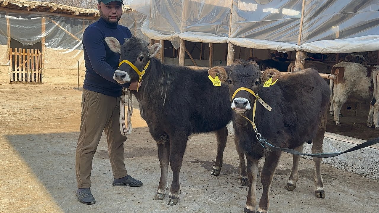 TOZA 100-TALIK SHVET HUNOJINLAR KO’RIB AFSUS QILMAYSIZ