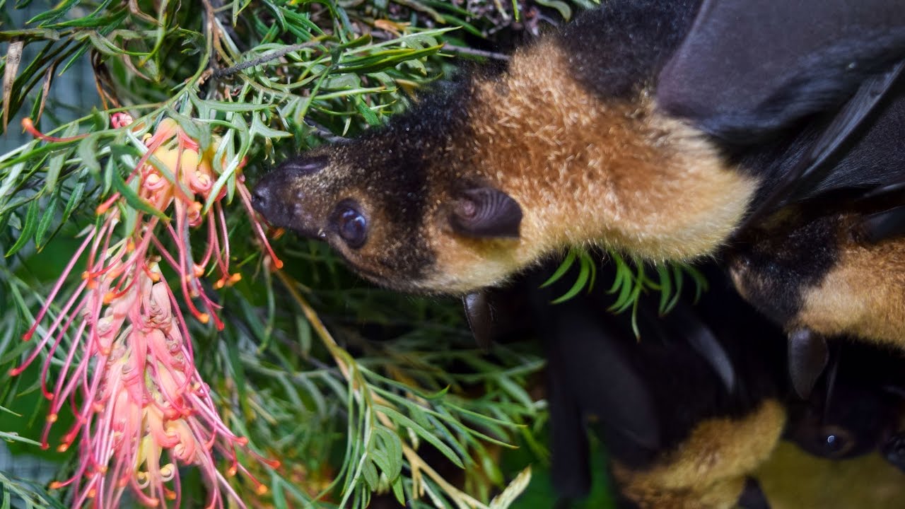 Flying Foxes Eating Yummy Grevillea Flowers YouTube Flying Foxes Eating Yummy Grevillea Flowers YouTube