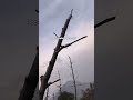 Trex gala grafting apple #ytshorts #like #nature
