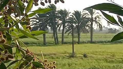ايات عطره من سورة الأنعام للقارئ الشيخ عبد الحليم