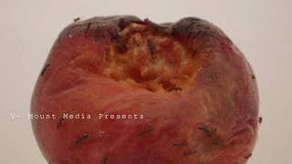 3:1 Week 3 Title Sequence  (Full Sail University) Month 22 (Project and Portfolio) V