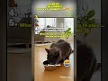 RANKING THE FUNNIEST DOG & CAT MOMENTS 😂🐶🐱 #funny