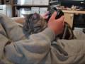 ゲーム中に甘える猫　spoiled child cat during TV game