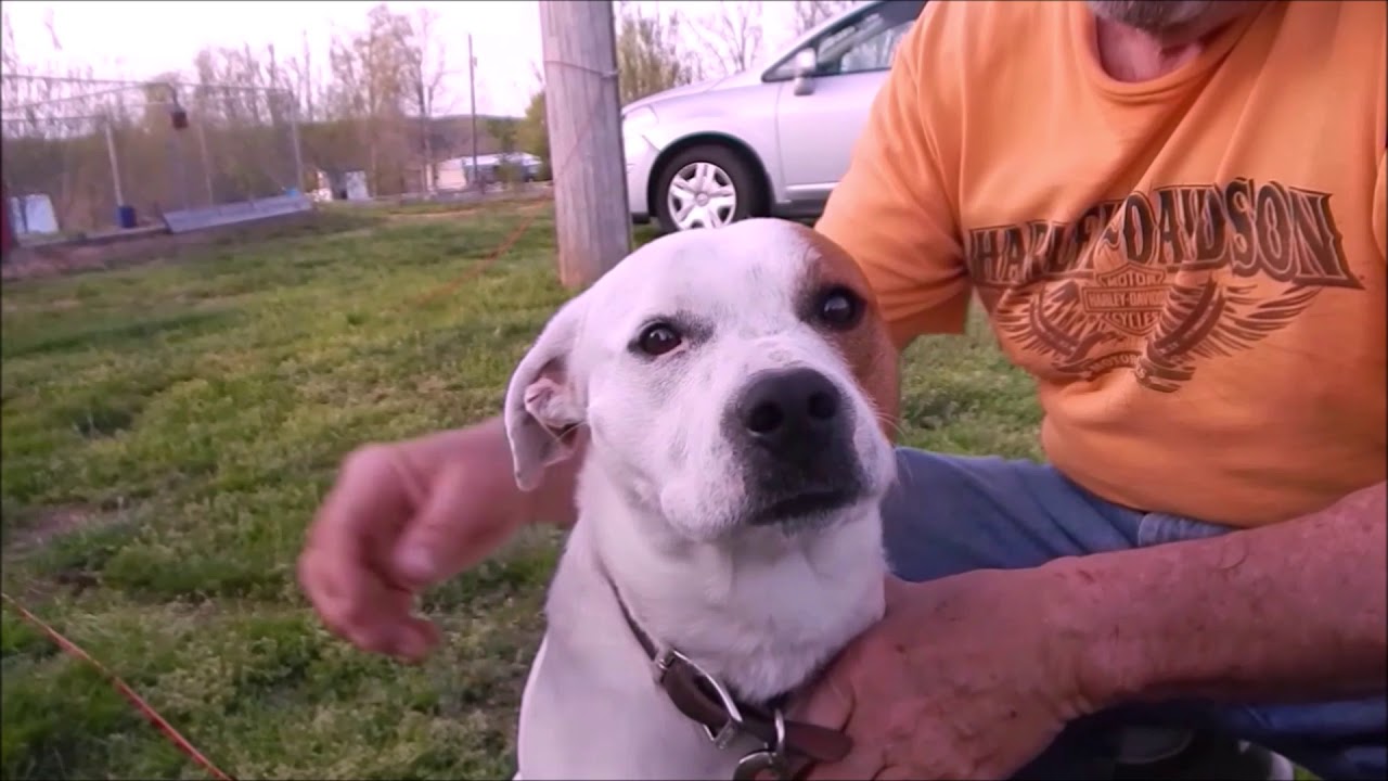 Lance - Rural Animal Rescue Effort 