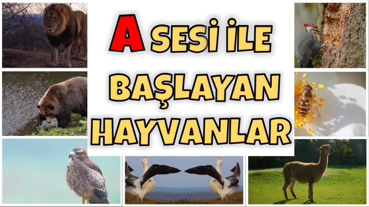 A Sesi İle Başlayan Hayvanlar - Yeni Müfredat - A Sesi Öğretimi