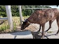 Heartwarming City Walk with My Hound-Like Chinese Rural Dog