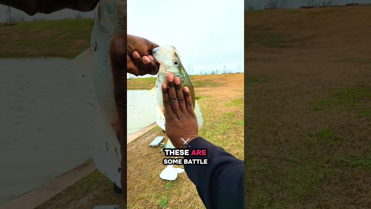 Catching big white bass and huge crappie. #crappiefishing #whitebassfishing