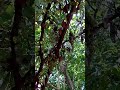 Интересное дерево в Крыму interesting tree in Crimea 克里米亚一棵有趣的树 クリミアにある興味深い木 크림반도에 있는 흥미로운 나무