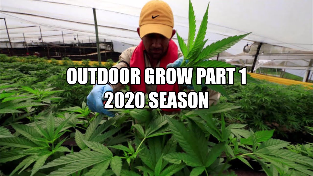 BIG Outdoor Grow Part 1 2020 Season