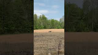 Round Top Hunting Ky Missed