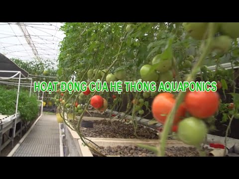 Video AQUAPONICS: Mô hình AQUAPONICS hoạt động như thế nào... - youtube