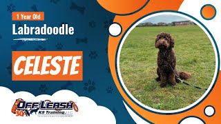 Best Labradoodle Dog Training | Celeste | Dog Training in London